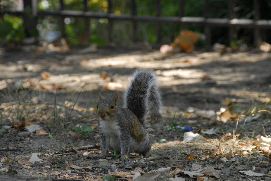 20100902   New York City   006